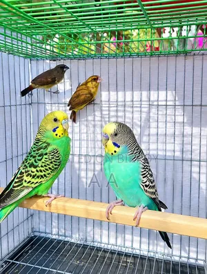 Budgerigar Master Pair / Master Pair Budgie