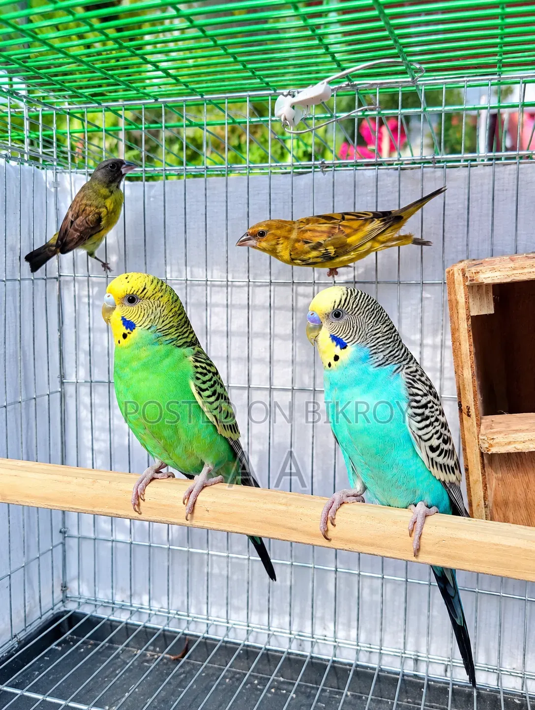 Budgerigar Master Pair / Master Pair Budgie