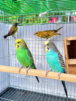 Budgerigar Master Pair / Master Pair Budgie