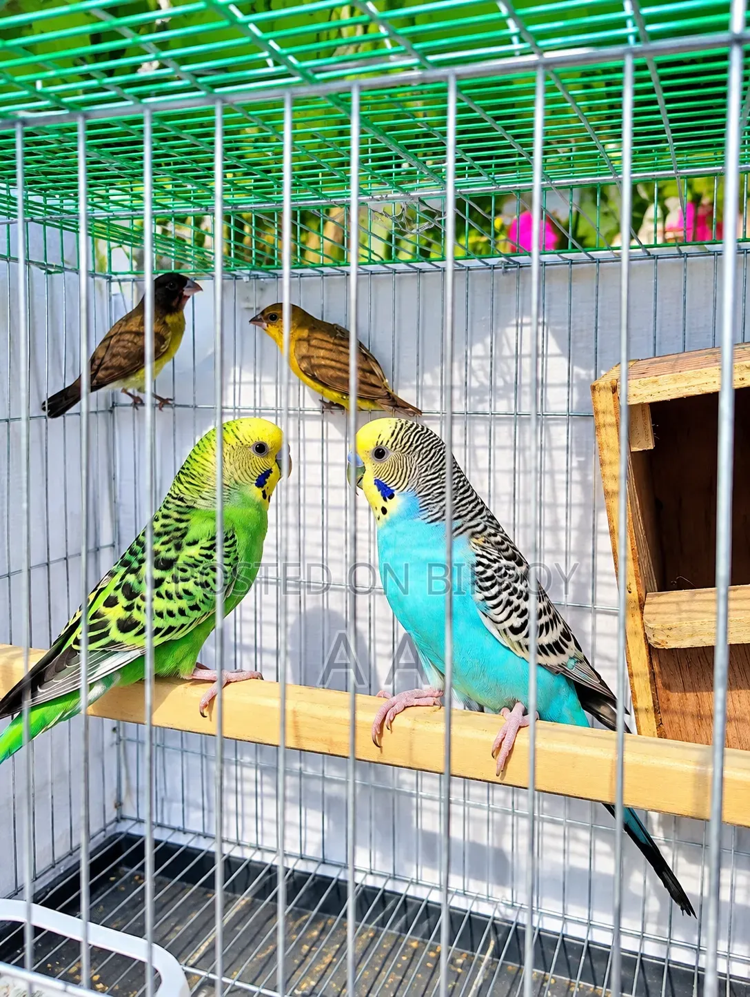 Budgerigar Master Pair / Master Pair Budgie