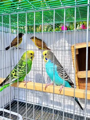 Budgerigar Master Pair / Master Pair Budgie