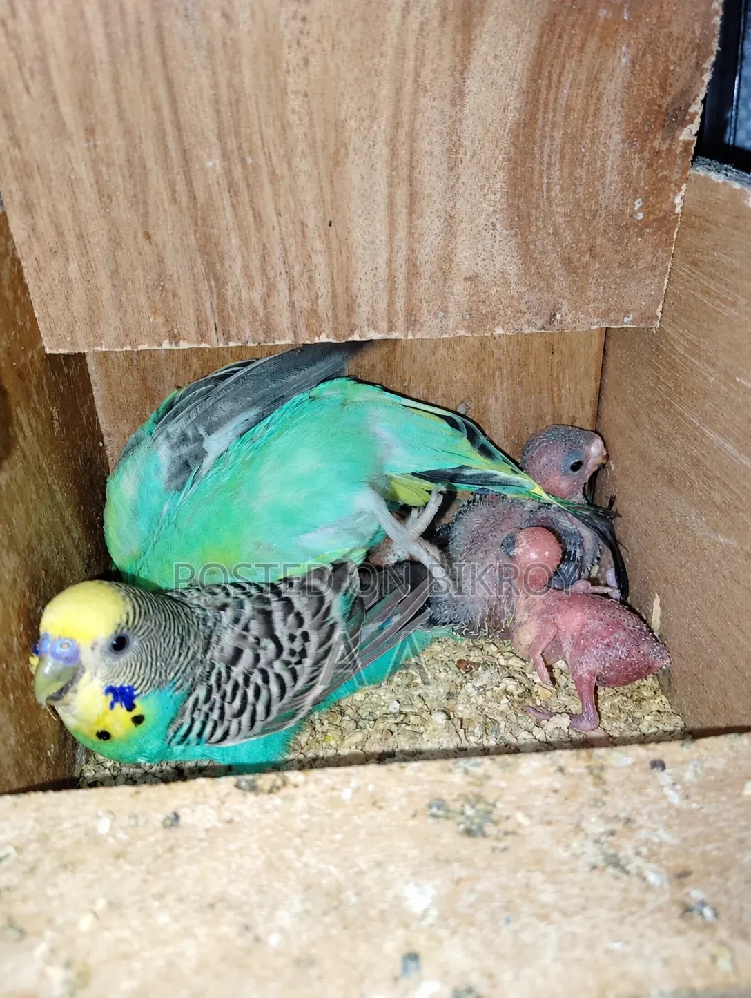 Budgerigar Master Pair / Master Pair Budgie