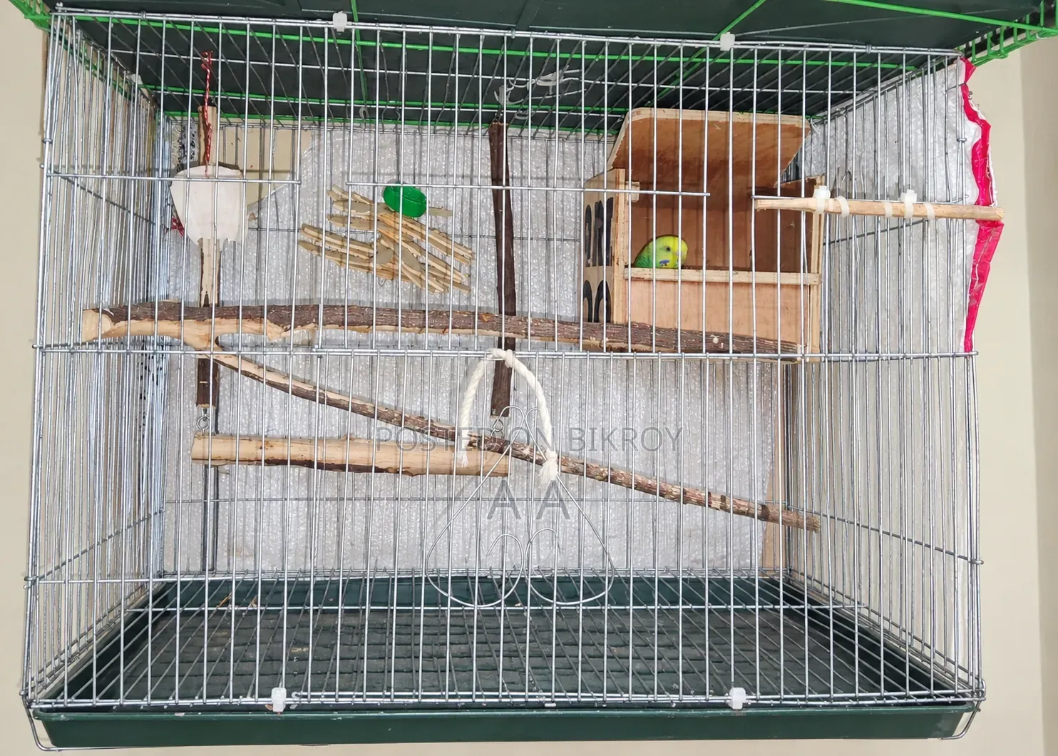 Budgerigar Master Pair / Master Pair Budgie