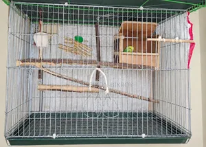Budgerigar Master Pair / Master Pair Budgie