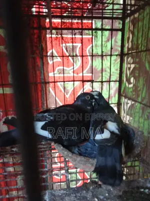 দেশি ভালো মানের কবুতর