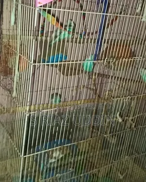 তিনটা খাঁচা এক একটি বড় খাঁচা দুটি ছোট খাঁচা আর দুই জোড়া বাজিগার