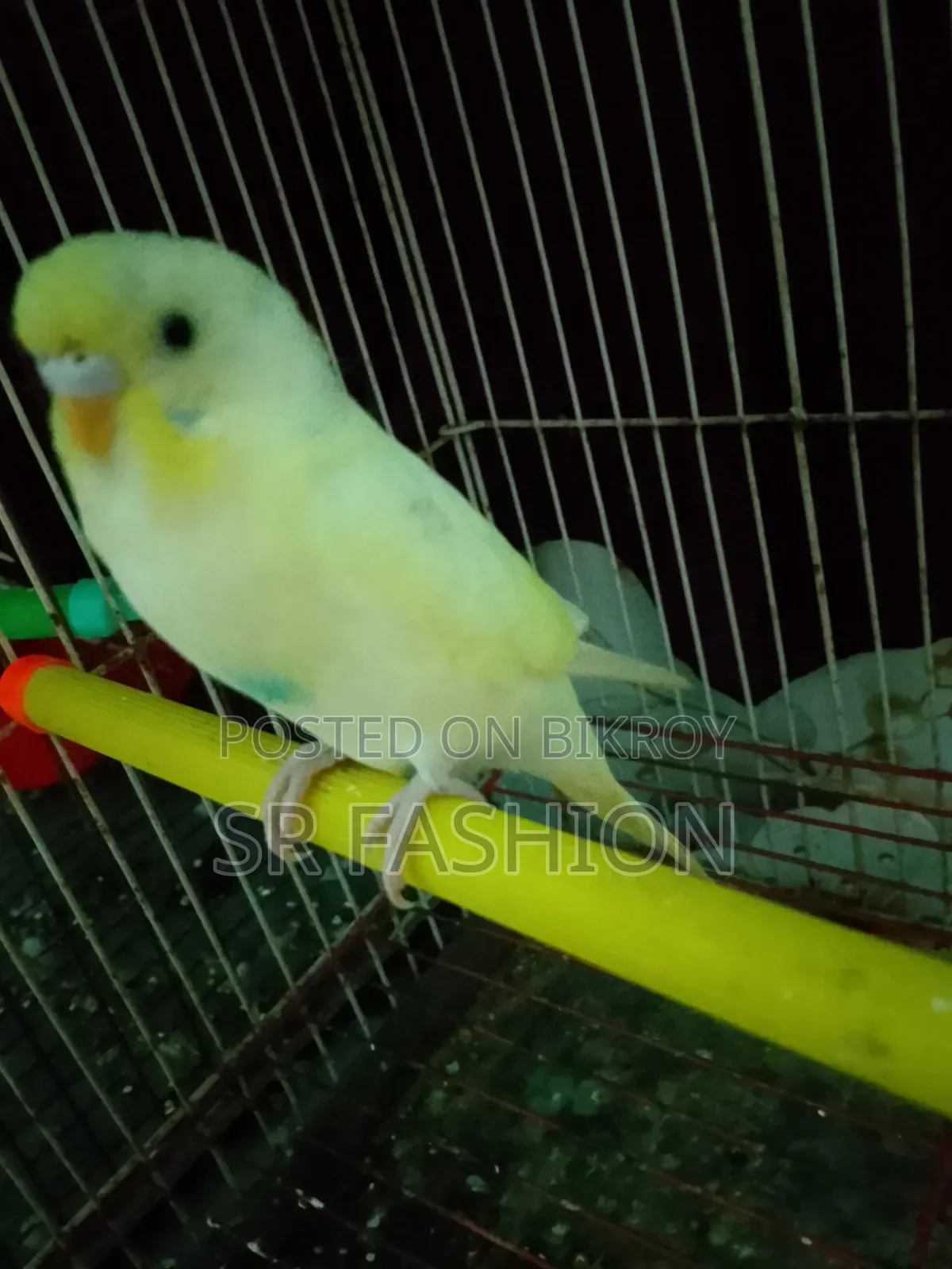 Bajrigar Self Feed Baby