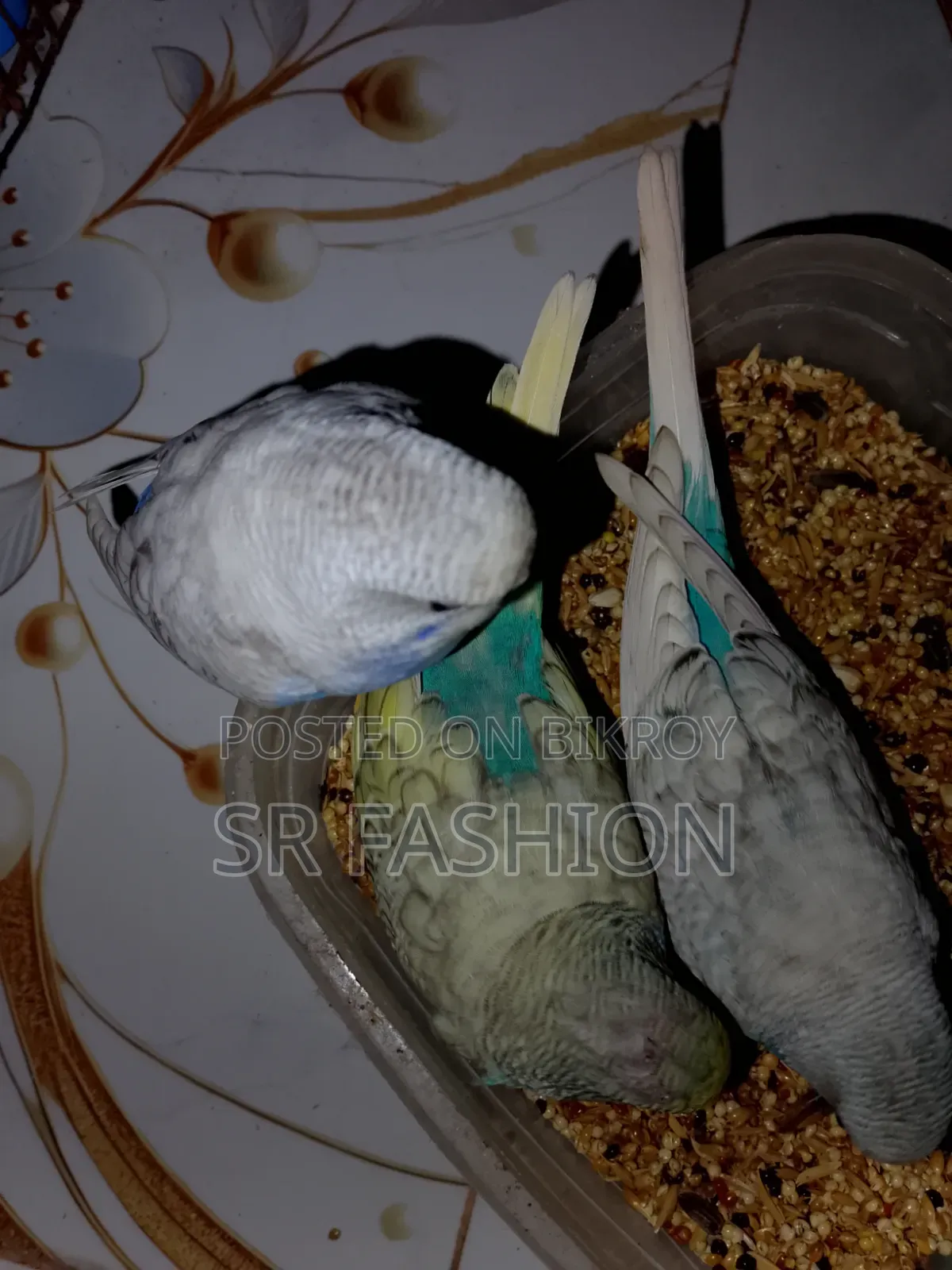 Bajrigar Self Feed Baby
