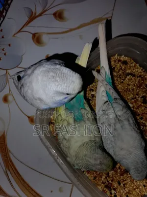 Bajrigar Self Feed Baby