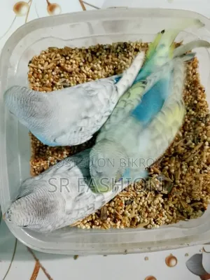 Bajrigar Self Feed Baby