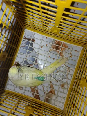 Bajrigar Self Feed Baby