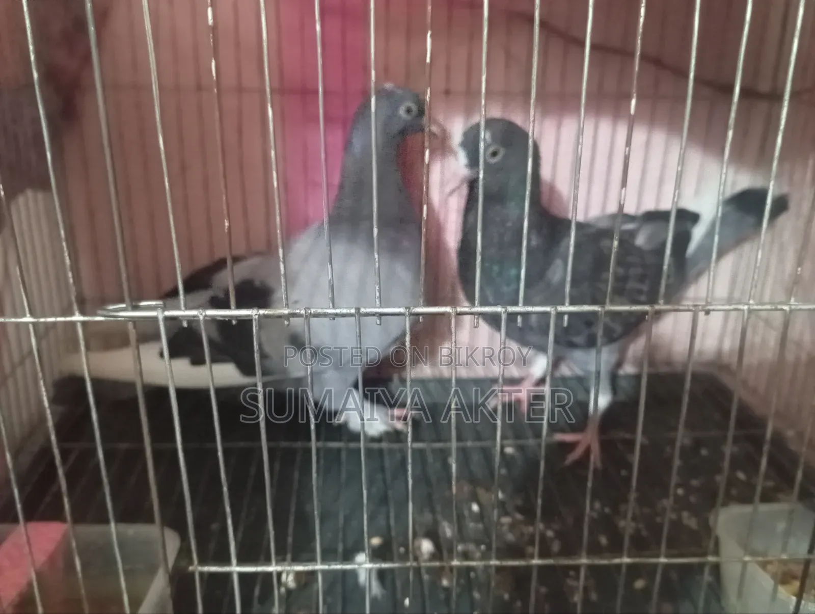 One pair of local pigeons