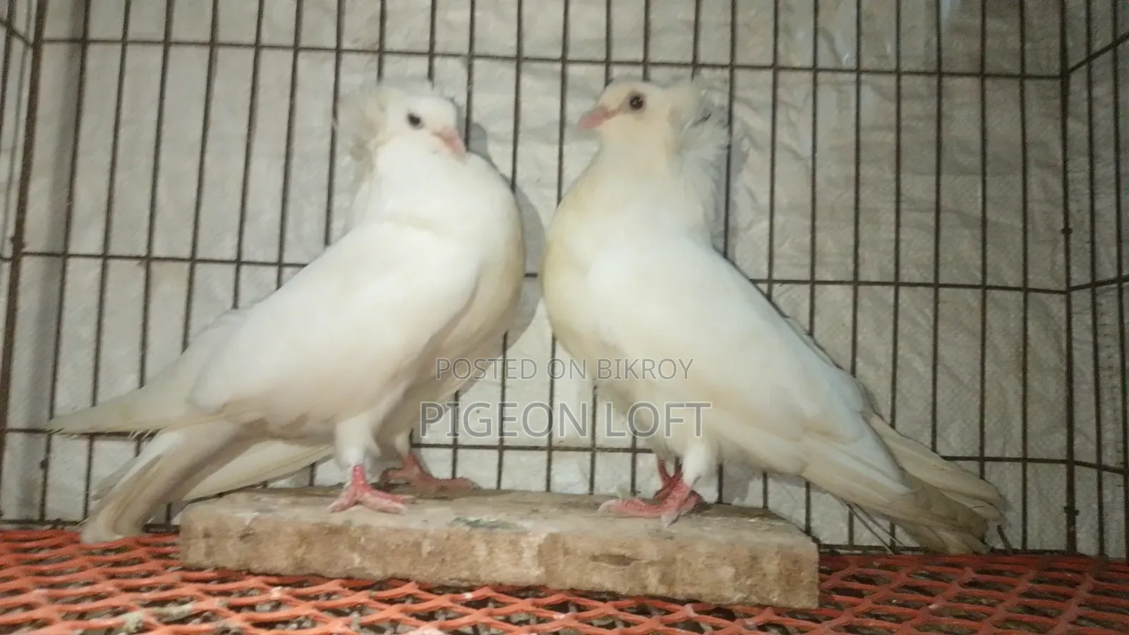 A Pair of Running White Bombay Pigeons