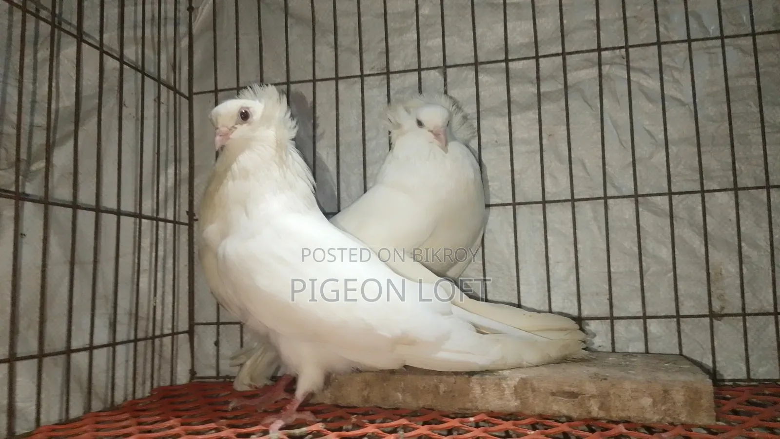 A Pair of Running White Bombay Pigeons