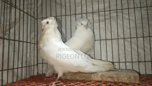 A Pair of Running White Bombay Pigeons