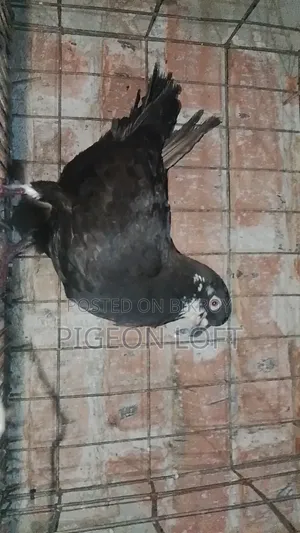 A Pair of Running White Bombay Pigeons