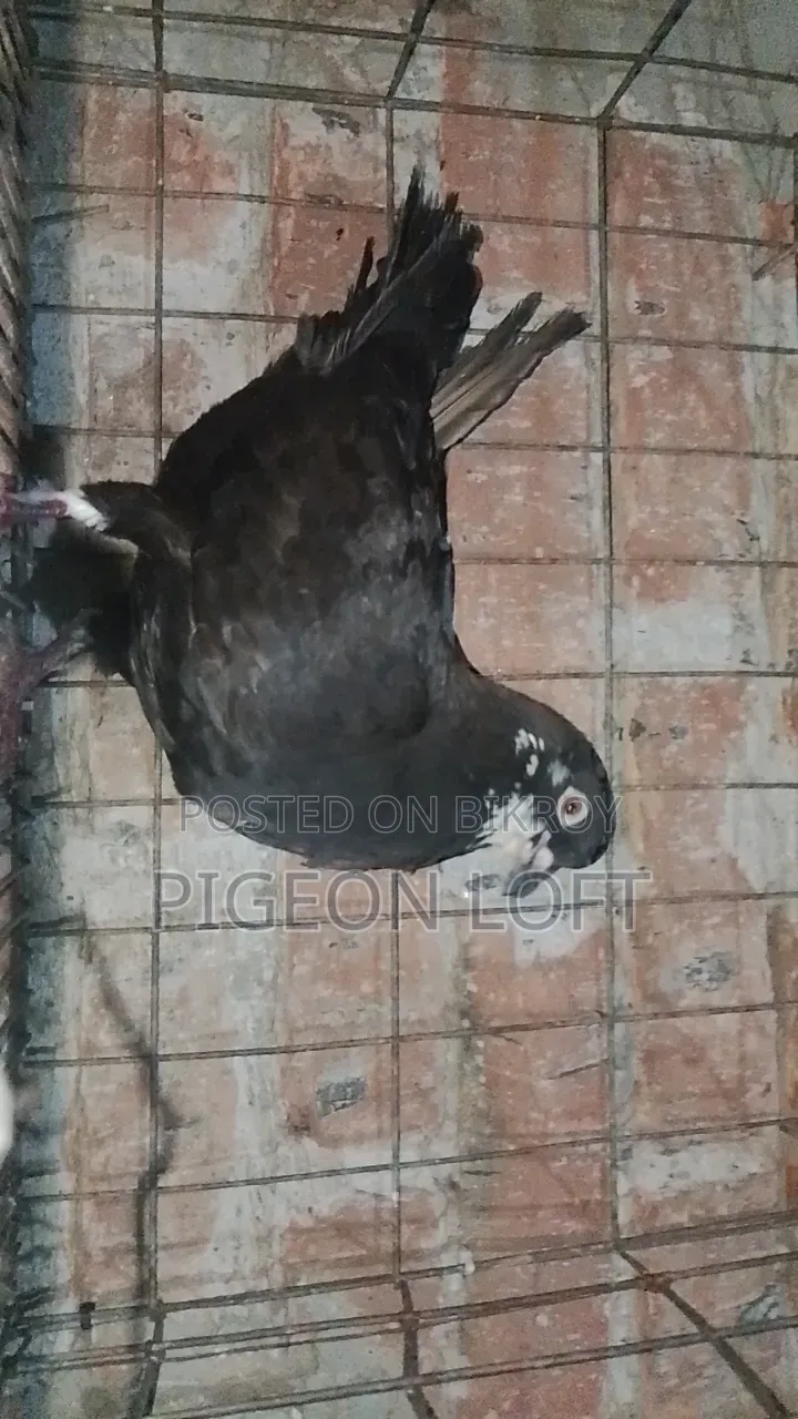 A Pair of Running White Bombay Pigeons