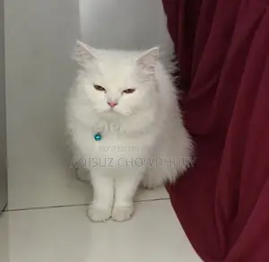 3-6 Months Female Purebred Persian