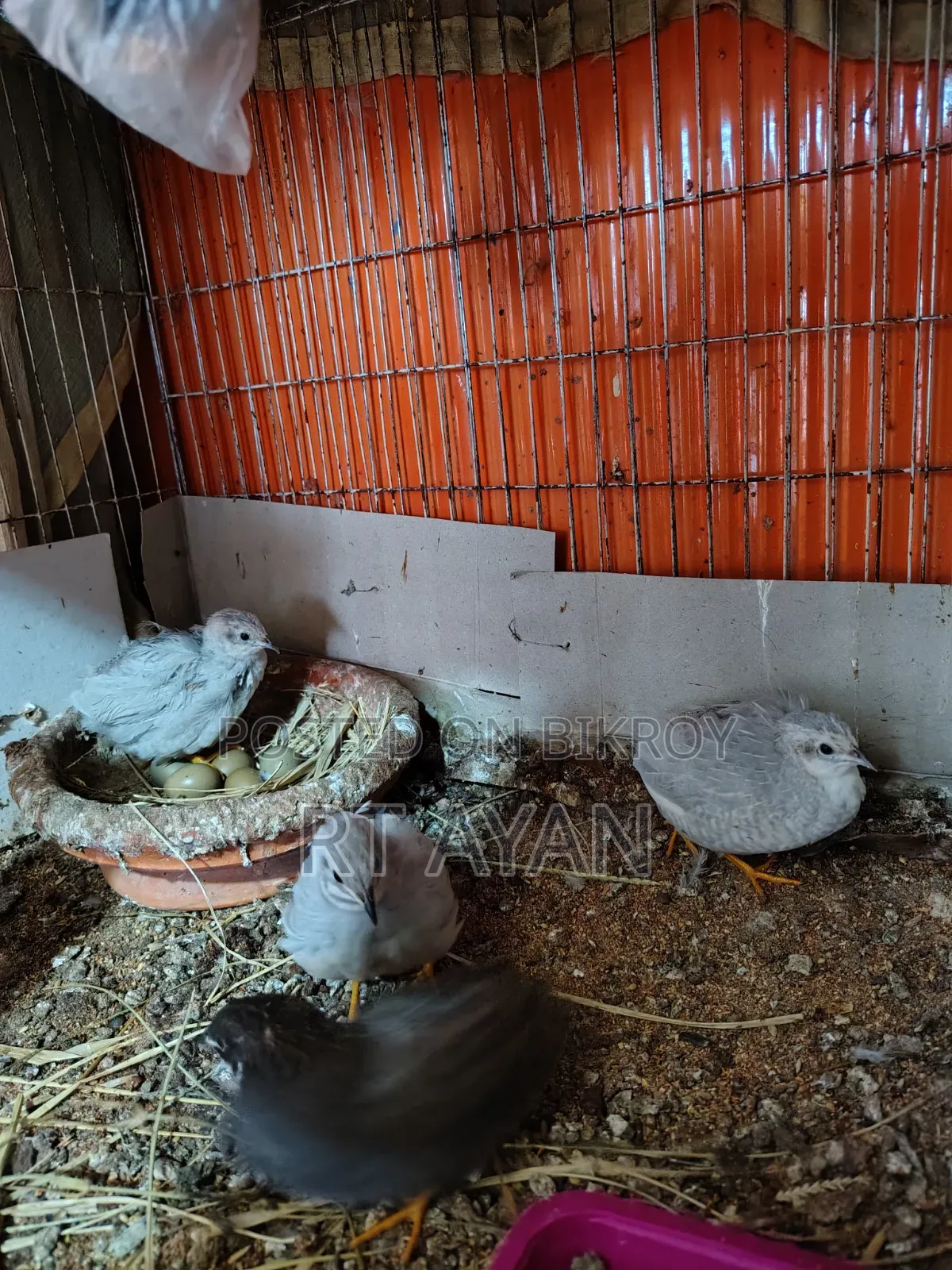 King Quail