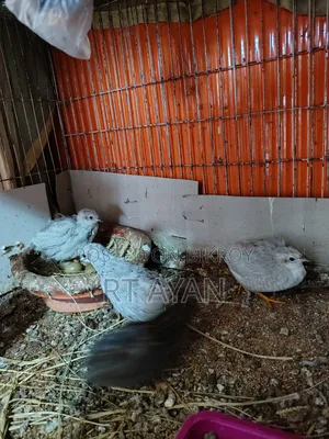 King Quail