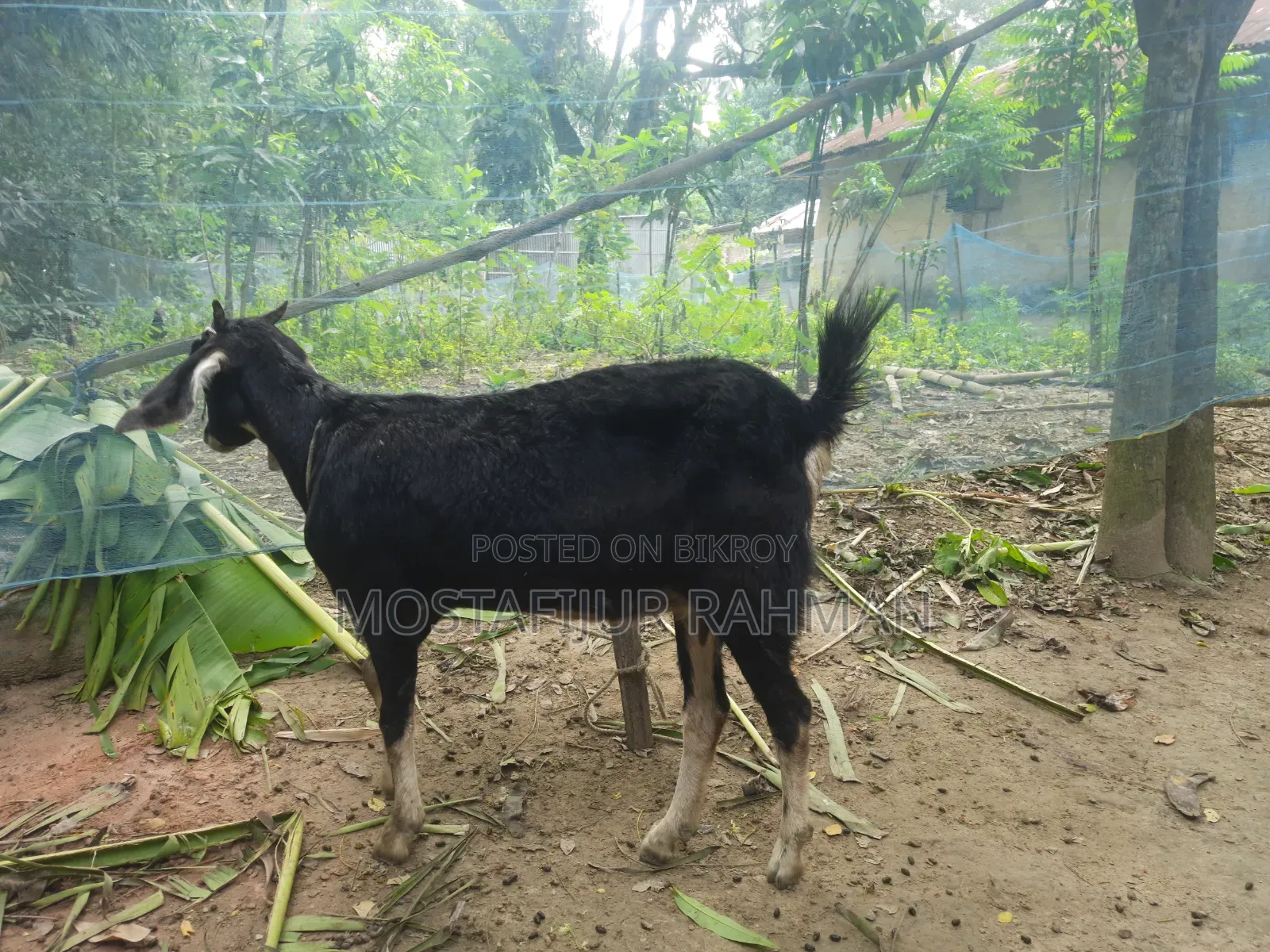 Good quality female goat