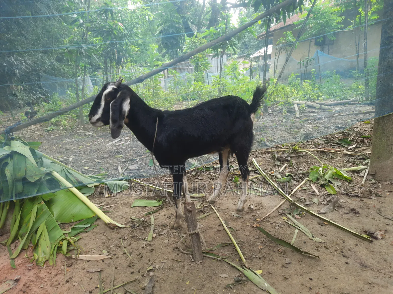 Good quality female goat