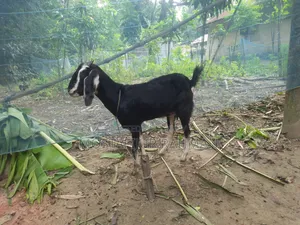 Good quality female goat