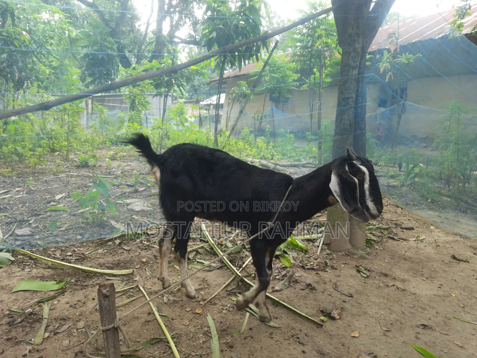 Good quality female goat