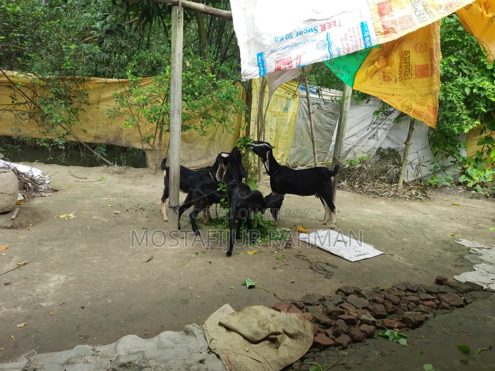 Good quality female goat