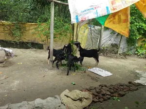 Good quality female goat