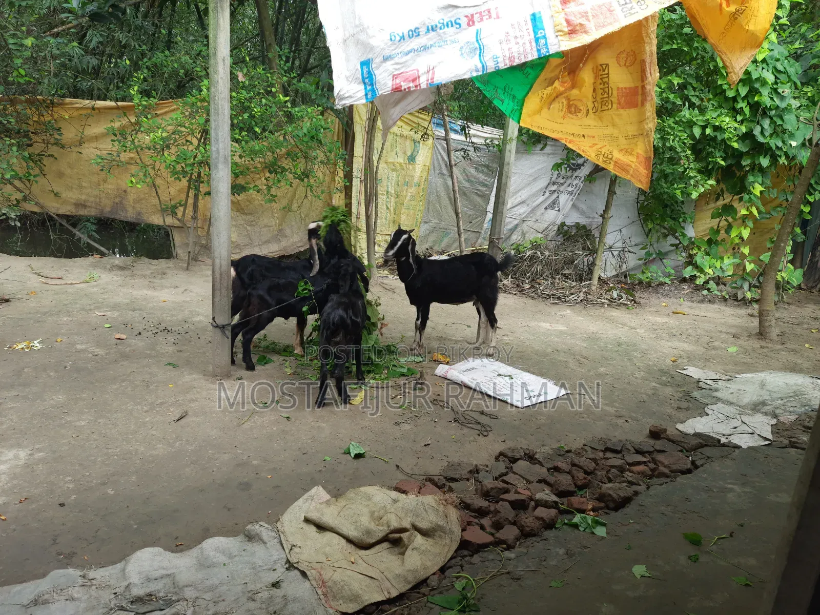 Good quality female goat