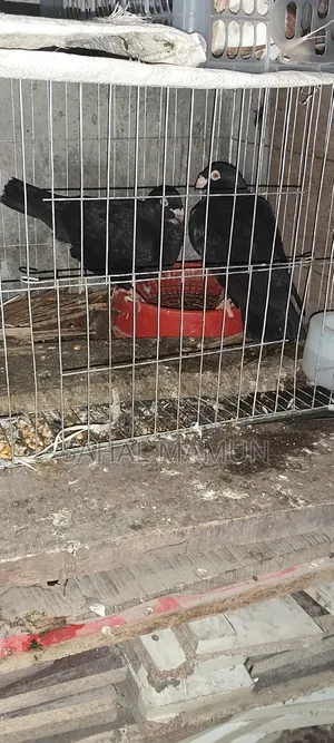 Homar and Black Beauty