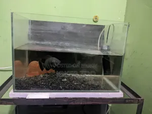 Crystal Glass Aquarium and Fish