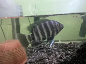 Crystal Glass Aquarium and Fish