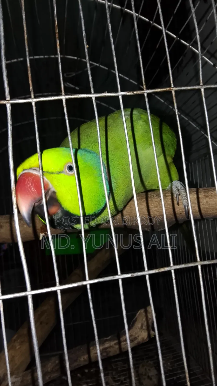 Talking Tion Bird