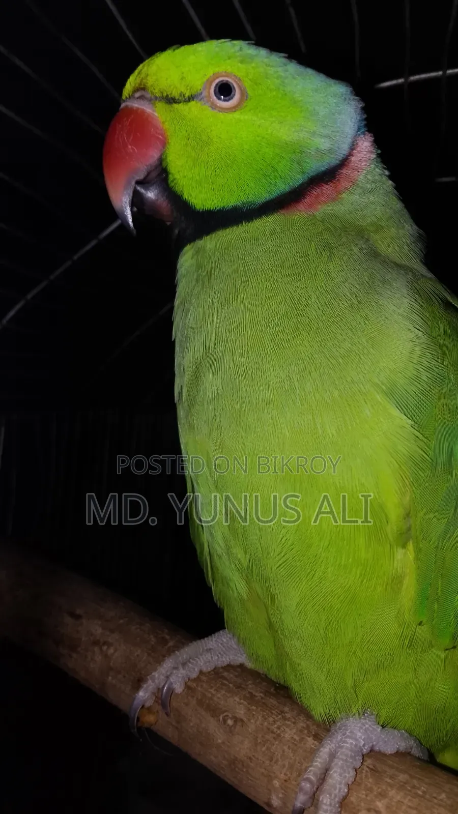 Talking Tion Bird