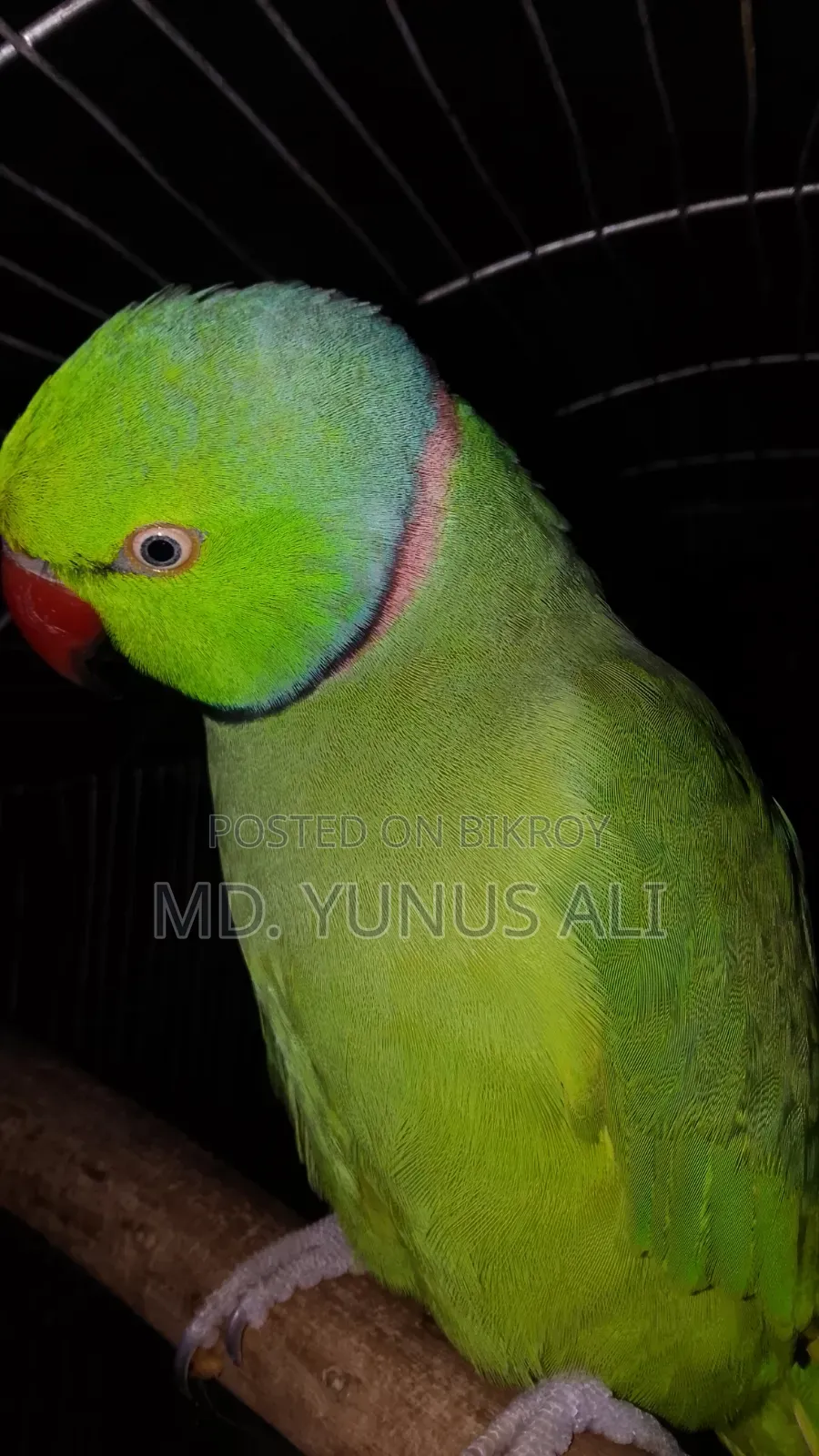 Talking Tion Bird