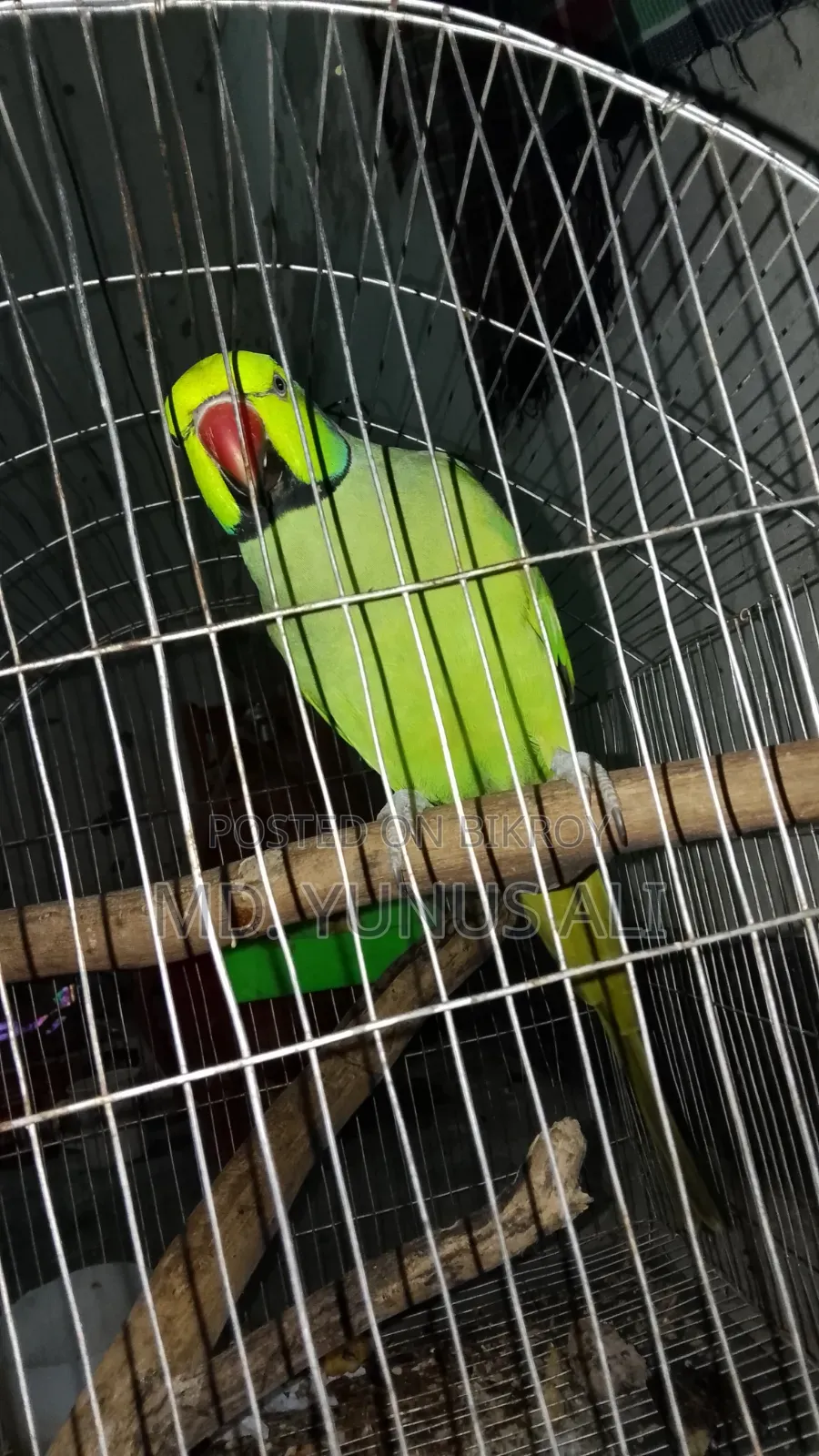 Talking Tion Bird