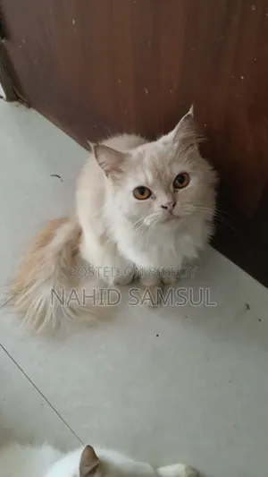 1+ year Female Purebred Persian