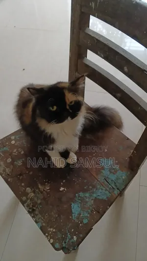 1+ year Female Purebred Persian