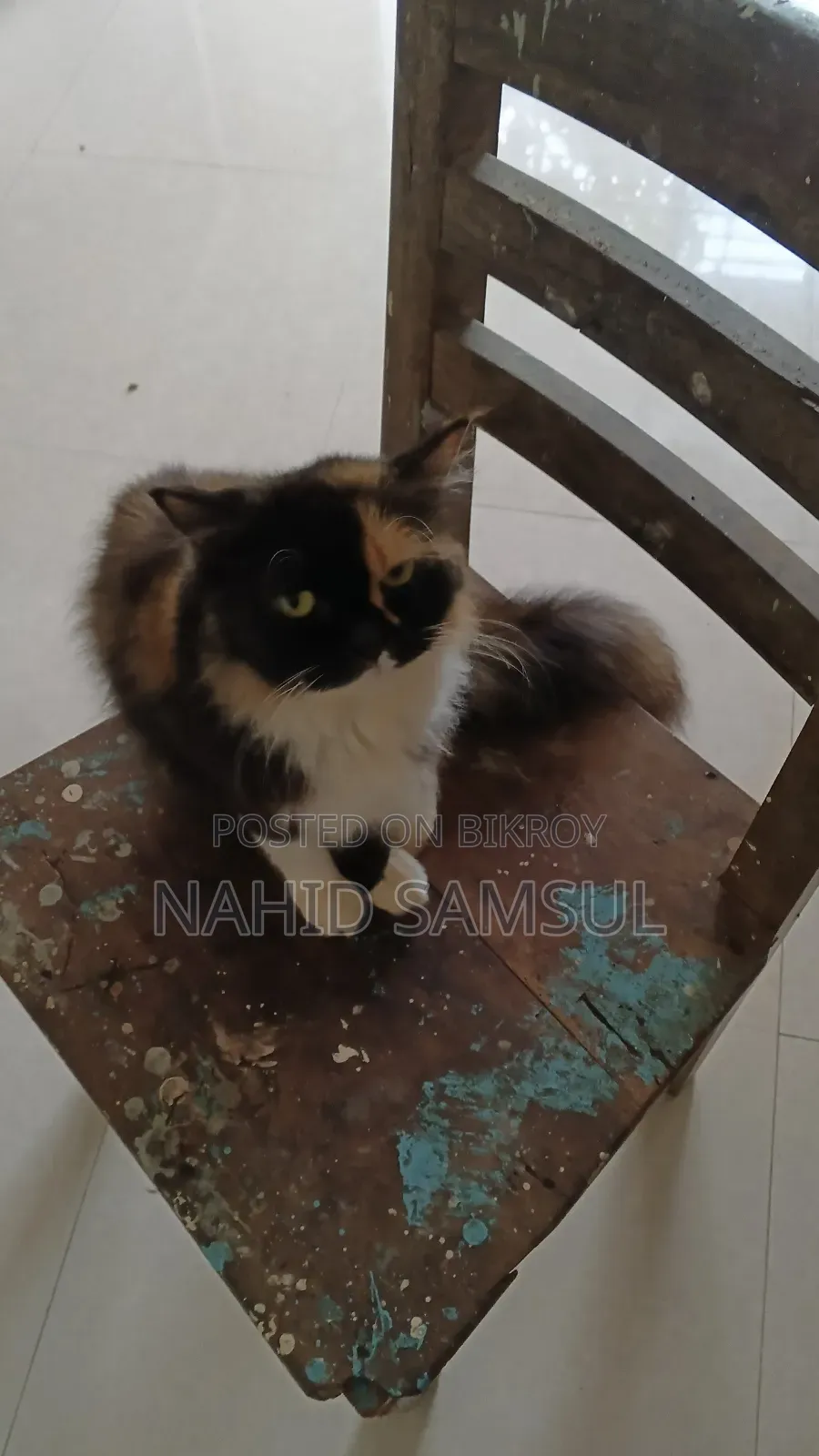 1+ year Female Purebred Persian