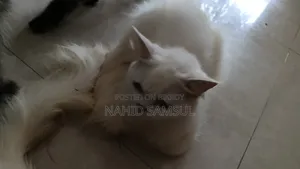 1+ year Female Purebred Persian