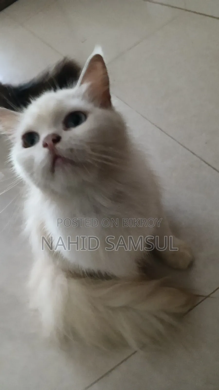1+ year Female Purebred Persian