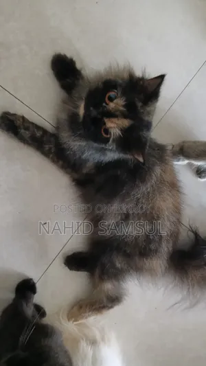 1+ year Female Purebred Persian