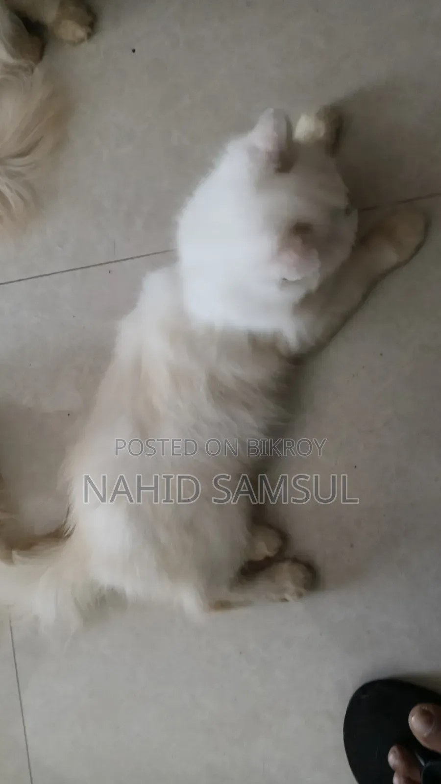 1+ year Female Purebred Persian