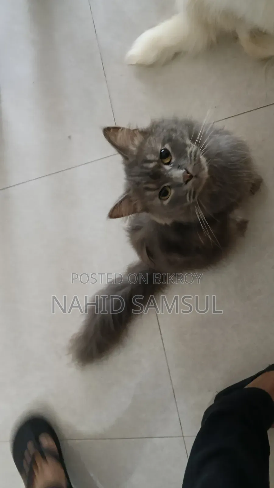 1+ year Female Purebred Persian