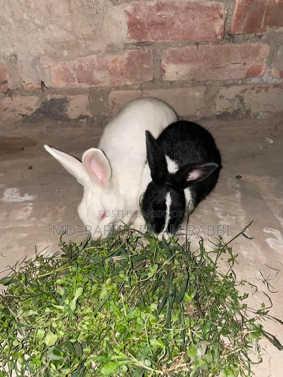 Rabbit for Sale