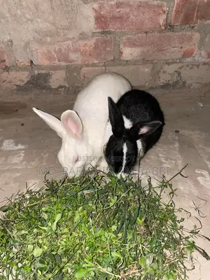 Rabbit for Sale