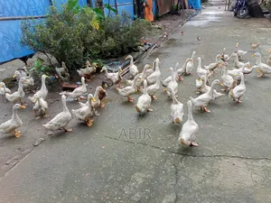 Peking Star 13 Ducks