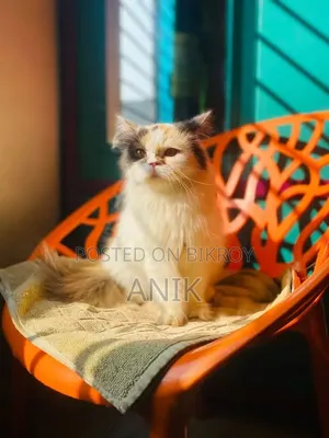 6-12 Months Female Purebred Persian Cat